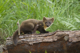 Bringing back pine martens Devon Wildlife Trust
